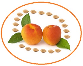 Apricotshop Kernelshop Logo
